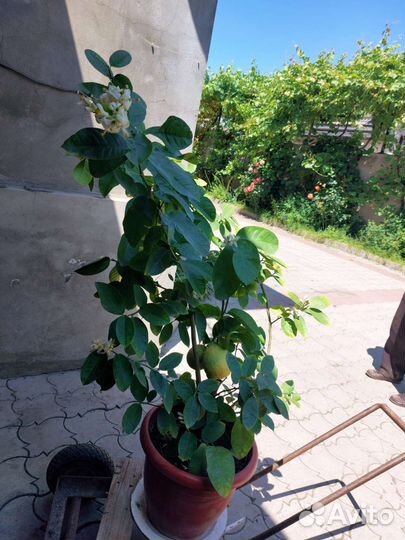 Лимонное дерево с плодами