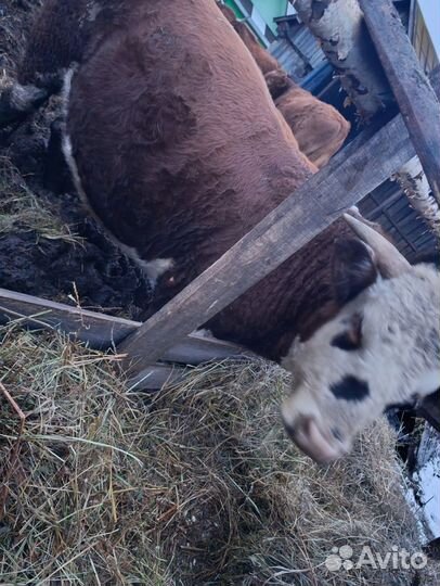 Быки на племя или на мясо
