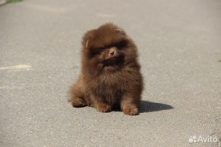 Шоколадная помераночка девочка Шпиц