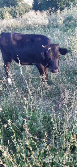 Продается тёлочка