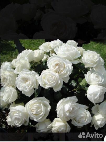 Розы крупноцветковые весна'24 - 8 сортов