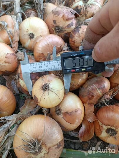 Лук Штутгарт на перо