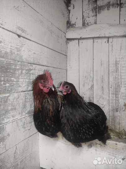 Брама, павловские, амерауканы