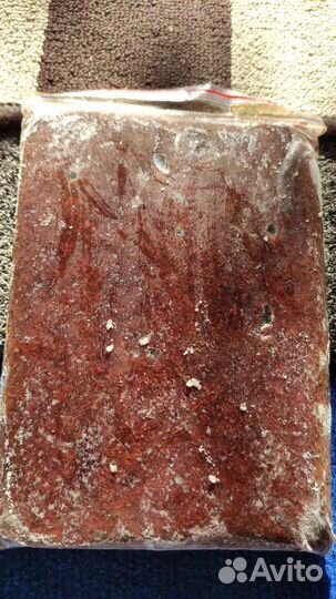 Артемия Мотыль Циклоп