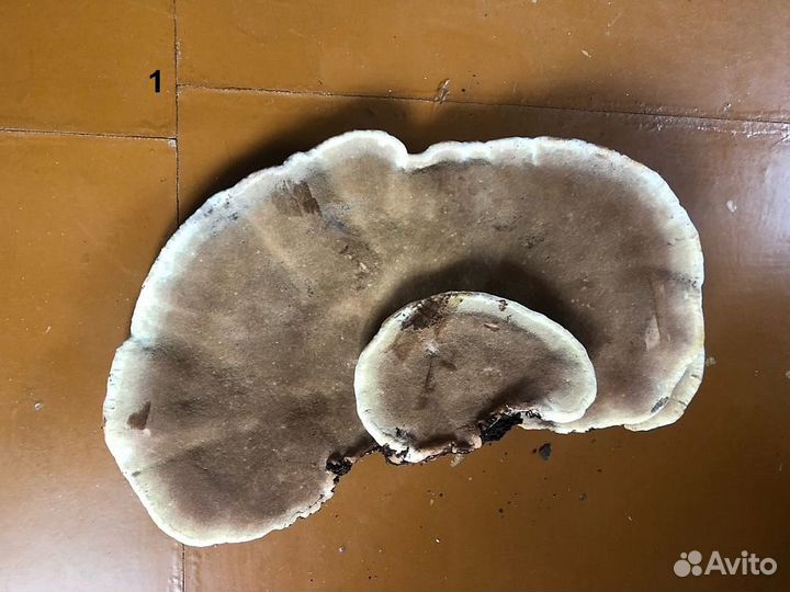 Грибы трутовики