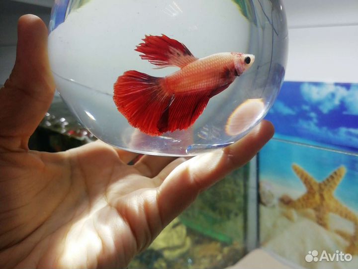 Петушки самцы