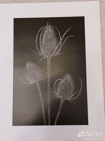 Картины и постеры