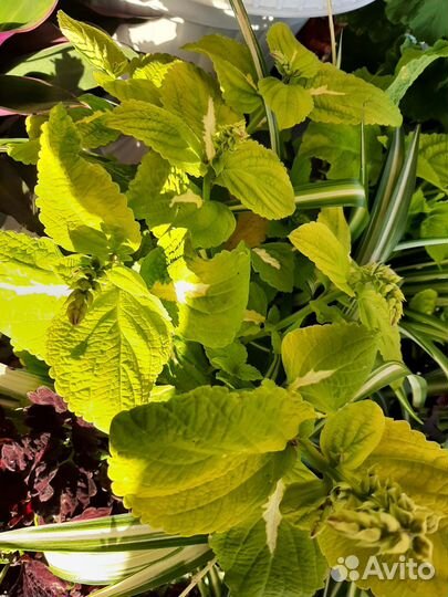 Колеусы сортовые