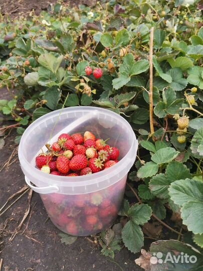 Рассада Виктория ремантадная высокоурожайная