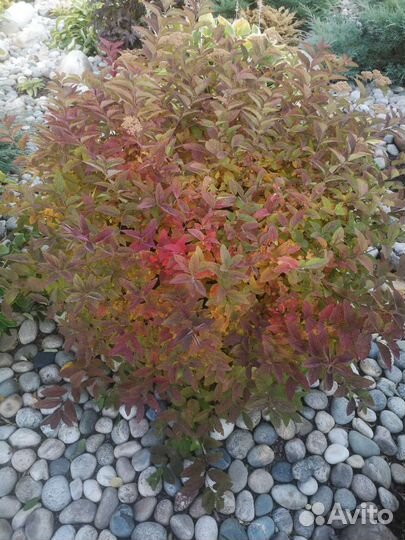 Спирея японская Спарклинг шампань