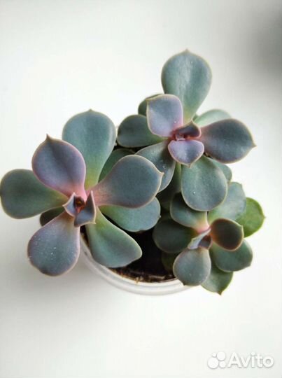 Суккуленты