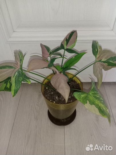 Сингониум ред спот триколор