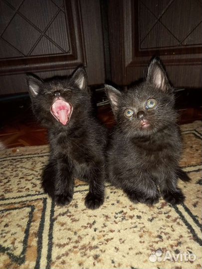 Шотландские котята бесплатно