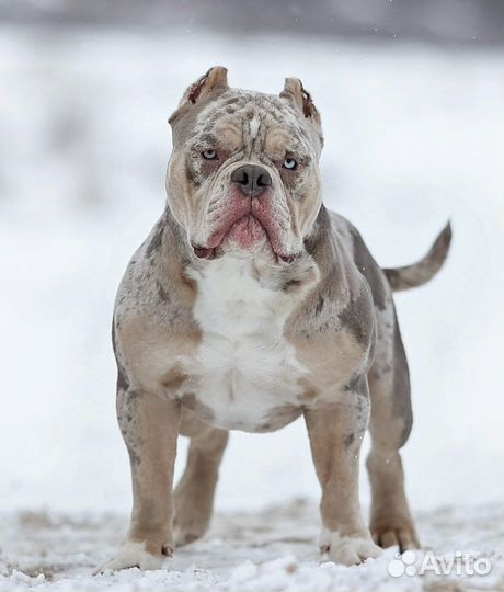 Американский булли