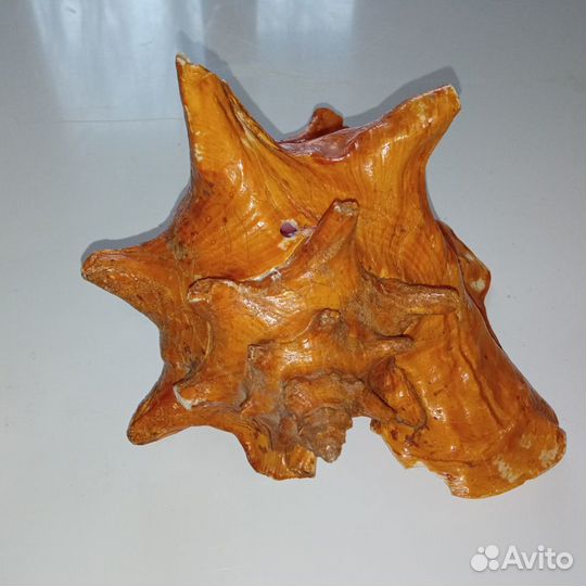 Ракушка морская большая