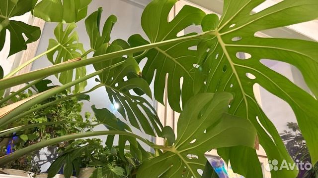 Монстера Борсига