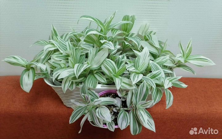 Традесканция Albiflora albovittata Ivory Hill, Рэо