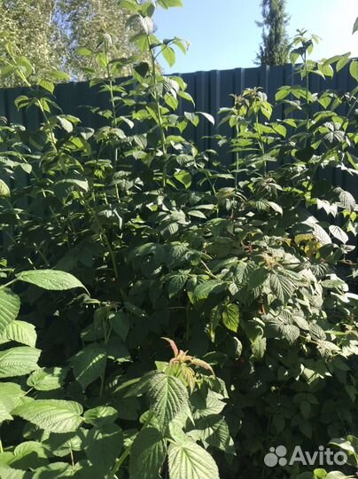 Рассада малины