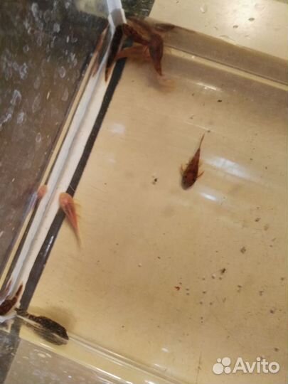 Анциструсы