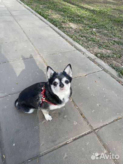 Выгул собак и зооняня