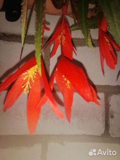 Бегония Боливийская,ампельная