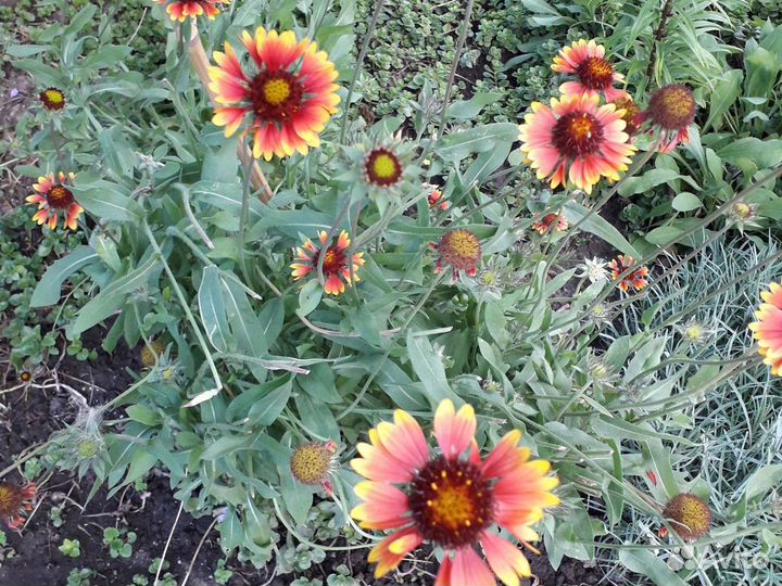 Пион,Георгин,Аквилегия,Арабис,Рудбекия,Лилейник