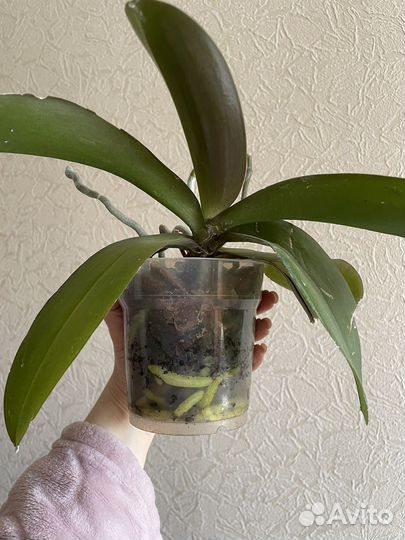 Орхидея фаленопсис