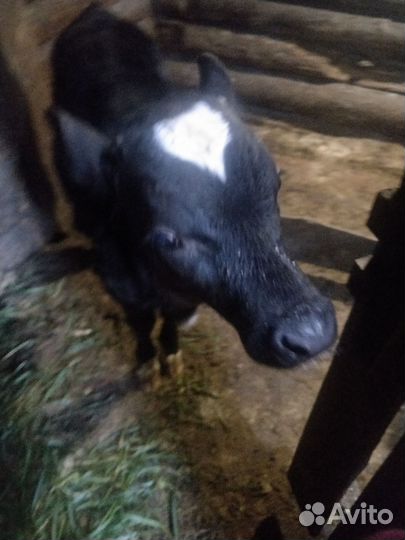 Теленок бычок