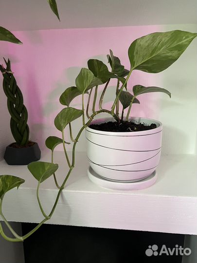 Сциндапсус