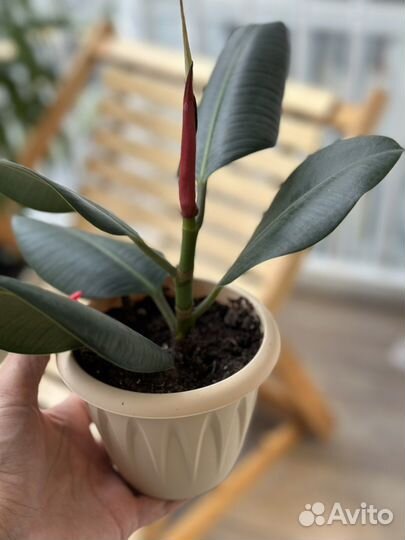 Фикус каучуконосный