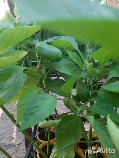 Продам перец сладкий