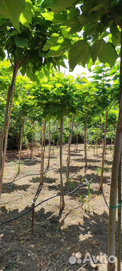 Озеленение и благоустройство