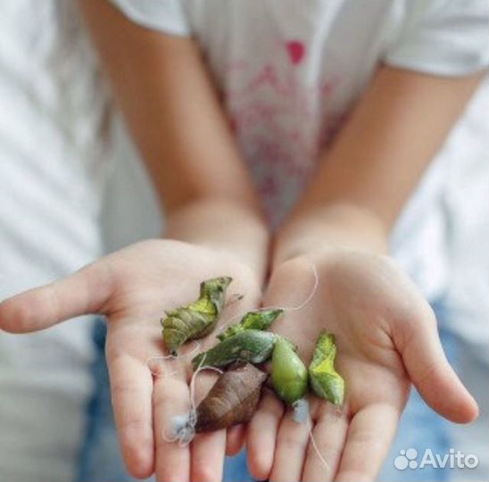 Ферма с куколками тропических бабочек