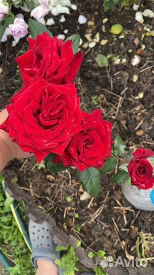 Саженцы роз