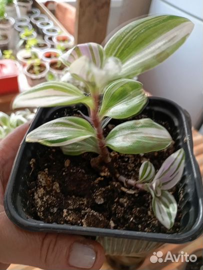 Традисканция белая