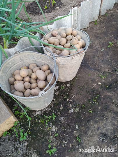 Семенной картофель