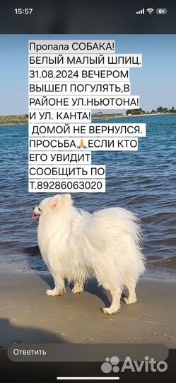 Собака пропала