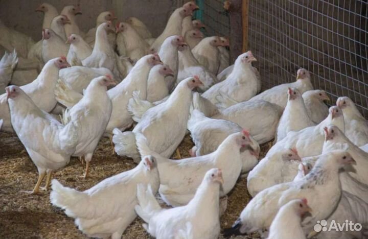 Бройлер, Утки, Гуси, муларды, куры