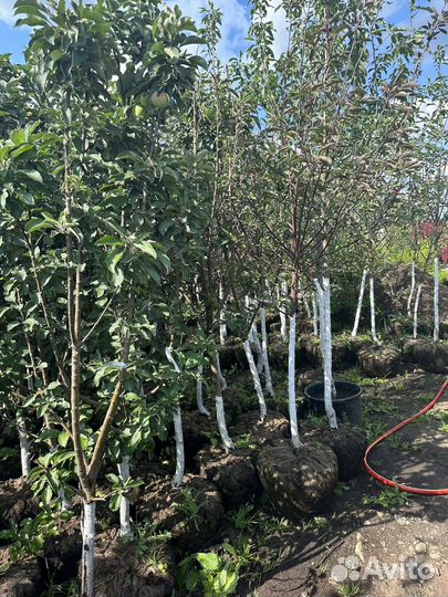 Саженцы И крупномеры