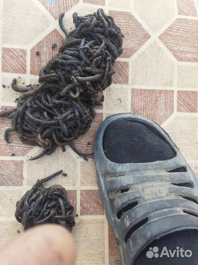 Черви красные зелёные