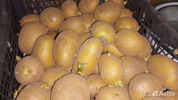 Продам картофель