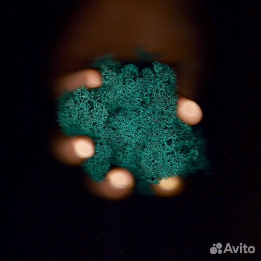 Стабилизированный мох, Зелёное Яблоко