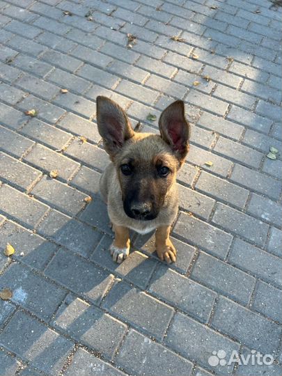 Собака ищет дом