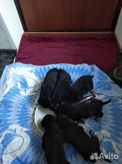 Щенки немецкой овчарки