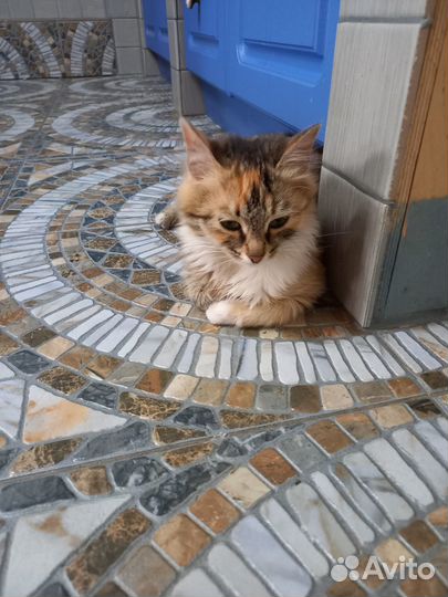 Отдам красивую кошечку
