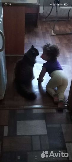 Кот в добрые руки