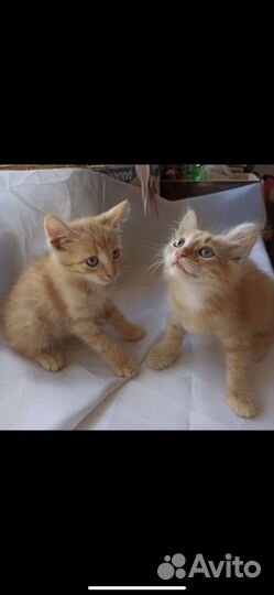 Рыжие котята мальчики ищут дом