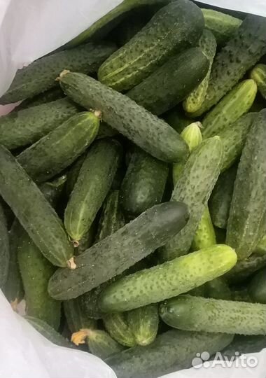 Огурцы, помидора домашние