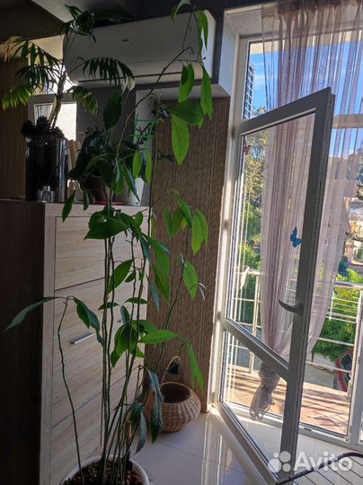 Авокадо 2 метра