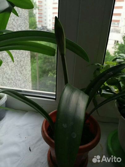 Лилия Амаралис